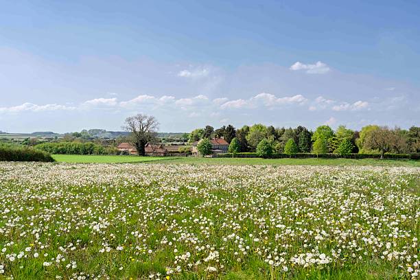istock Cotton grass field under bright blue sky with clouds in spring. Hedon, Yorkshire, UK. 2216503877