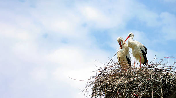 istock storks on the nest. copy spaces. world peace concept. spring background 2216508215