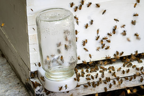 istock Honeybees Feeding at Jar Feeder on Hive 2216508323