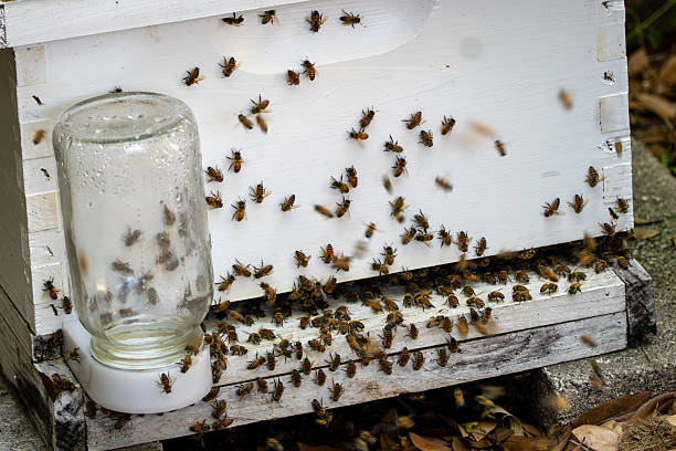 istock Bees Swarming at Beehive Entrance Beside Feeder 2216508378