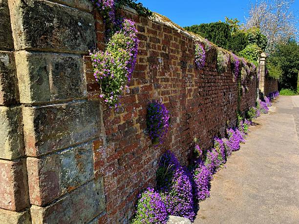 istock Wild lavender growing out of a brick wall 2216508399