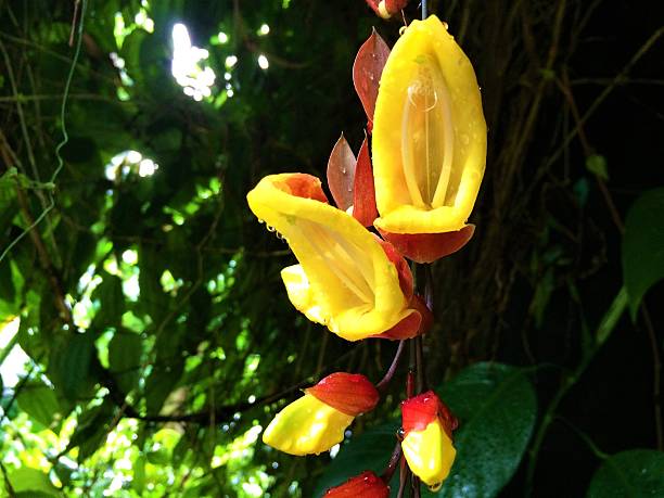 Tropical flower growing in Cornwall Uk