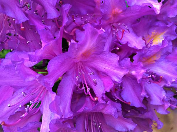 Purple rhododendron Flower in Summer
