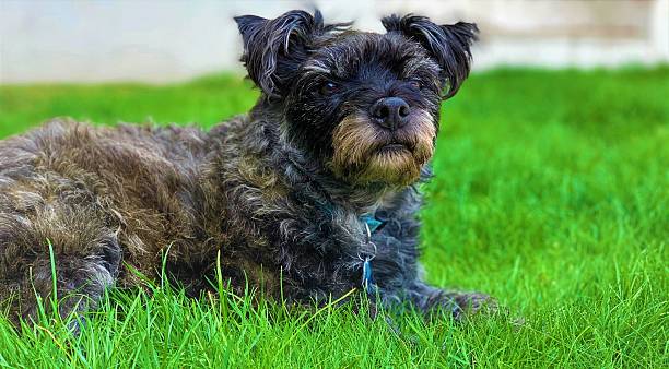 istock Cute terrier dog laying down on green grass 2216508569