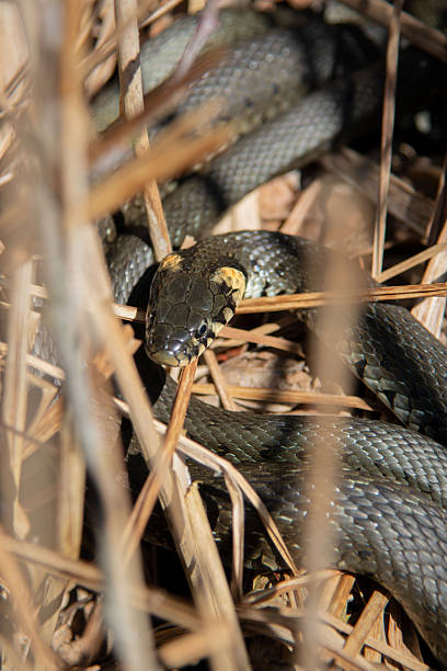 istock The grass snake family (Natrix natrix) in sunlight 2216509157
