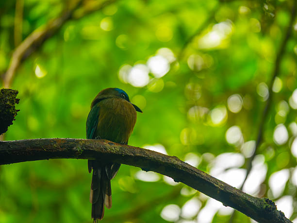 istock Bird on a branch, Costa Rica 2216509286