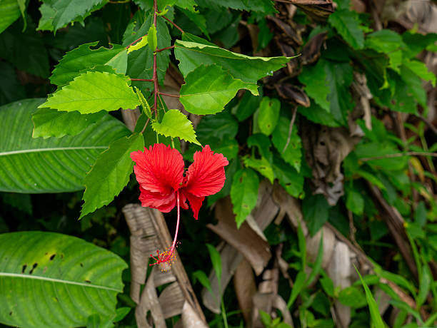 istock Wild Red Plant, Costa Rica 2216509337