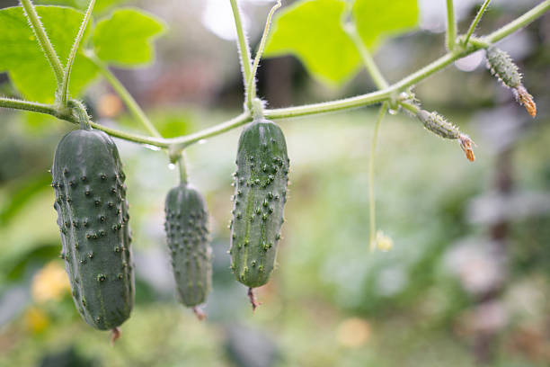 istock fresh green cucumbers grow in a greenhouse 2216509526
