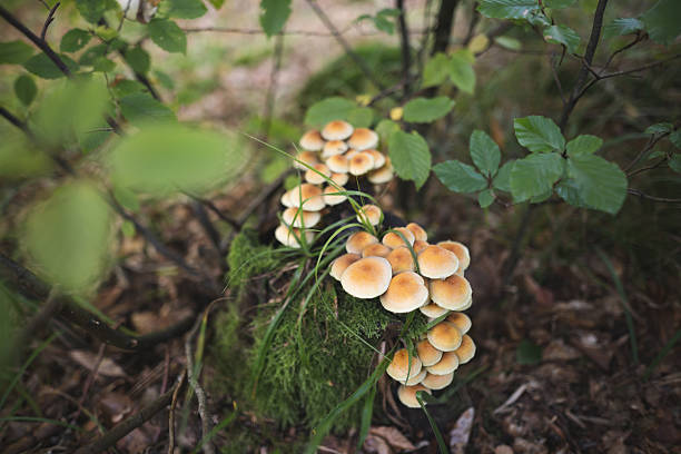 inedible mushrooms grow from a tree stump in the forest