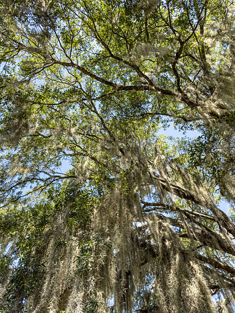 istock Oak Trees and Spanish Moss - Color Portrait Format 2216510148