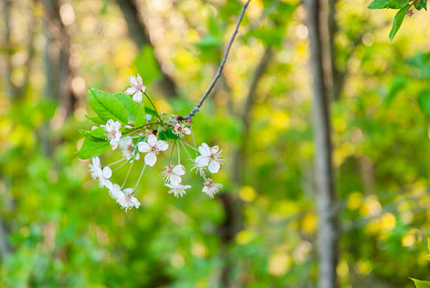 cherry blossoms on branch with green leaves and blurred background.