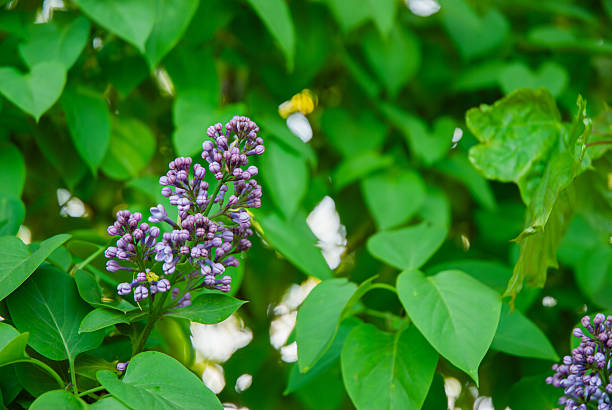 Vibrant lilac blossoms amidst lush green foliage creating a captivating natural display of spring blooms and fresh verdant background.