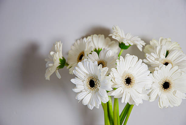 Elegant white gerbera daisies in soft light highlight delicate beauty and simplicity against a subdued neutral background creating a serene atmosphere.