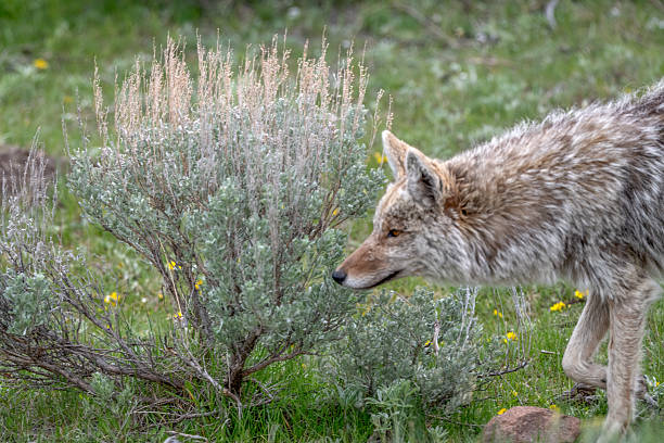 Close up of Coyote stalking prey in Yellowstone, Wyoming, United States.