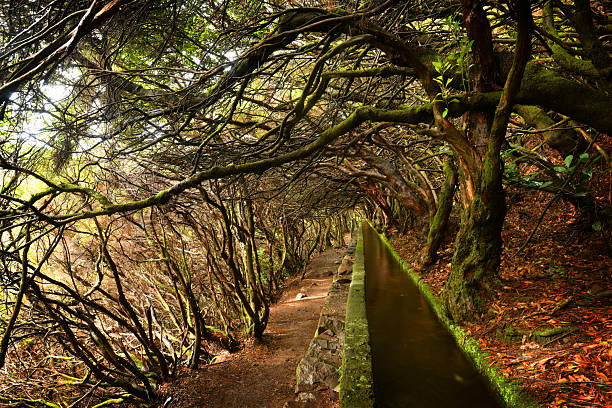 istock Landscape of madeira island - levada path 2216510650