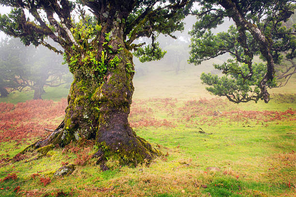Old cedar tree in Fanal forest - Madeira island. Portugal.