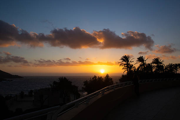 large tropical palm trees grow on the coast at sunset
