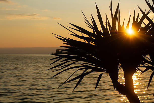 large tropical palm trees grow on the coast at sunset