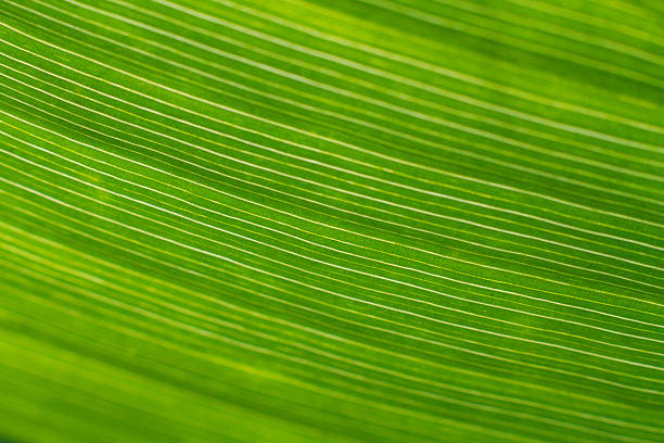 Closeup View of a Vibrant Green Corn Leaf