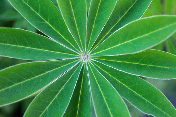 close-up texture of lupine leaf Lupinus polyphyllus