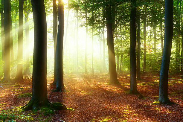 Beautiful sunrise in forest