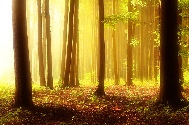 Sunny morning in the forest