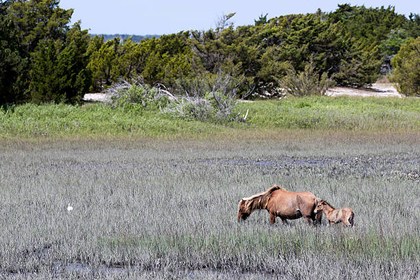Feral Horses on Carrot Island in the Rachel Carson Reserve, Beaufort, North Carolina, originated from domesticated horses brought to the island by local residents in the 1940's. To manaage the population, the North Carolina Reserve administers annual birth control injections to select female horses.