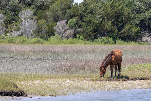 istock Feral Horses on Carrot Island 2216513704