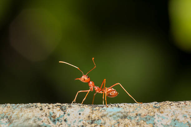 Close up the red ant on old wall