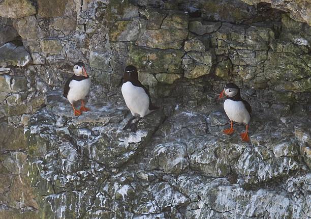 Atlantic puffins and razorbill Flamborough Cliffs