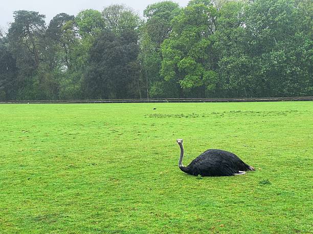 An ostrich sits on the lush green grass. An ostrich rests gracefully on a patch of lush green grass, its long legs folded beneath its body and its neck slightly curved as it surveys the surroundings. The scene captures a quiet moment in nature. The composition allows space around the subject, making it suitable for adding text.