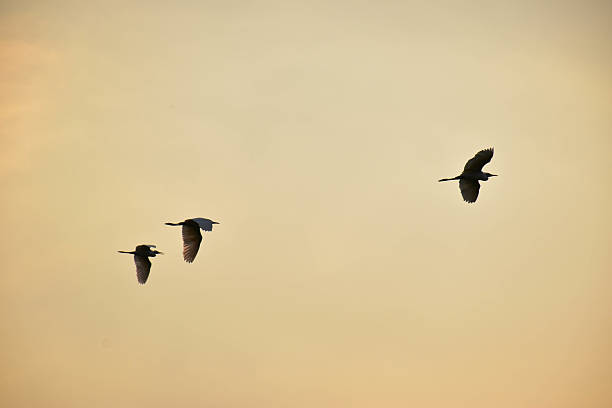 Snowy egrets flying over the mangrove forests of Aceh