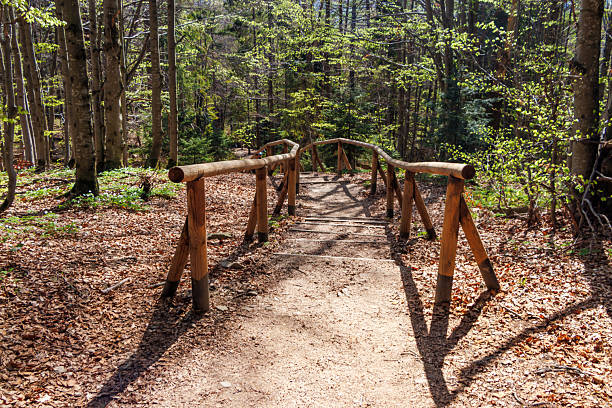 Wooden bridge leading through a tranquil forest path surrounded by vibrant green trees in spring, inviting leisurely strolls and outdoor exploration.