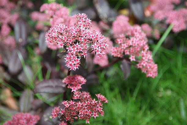 istock Vibrant pink flowers in lush green garden setting for nature design elements 2216517451