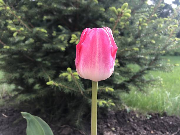 Blooming pink tulip in garden setting for spring themes and nature designs