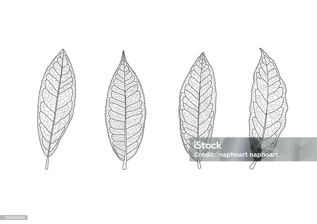 Tea Leaves Line Single Leaf And Leaf Pattern Black Bring To Color ...