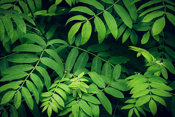 istock green background of rowan tree leaves 2216520355