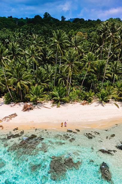 istock Serene tropical beach with lush palm trees and gentle waves under a clear blue sky 2216523971