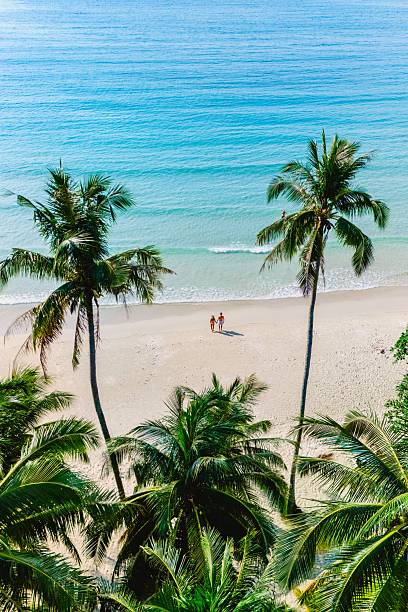 istock Couples enjoy a romantic walk along a serene tropical beach surrounded by palm trees 2216526853
