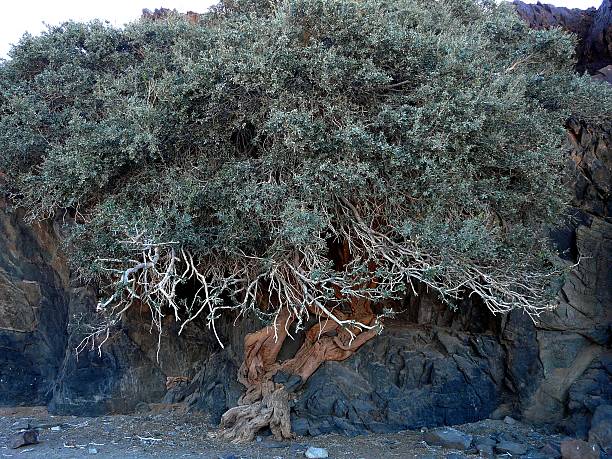 istock Thriving tree emerges amid harsh rocky terrain 2216527670