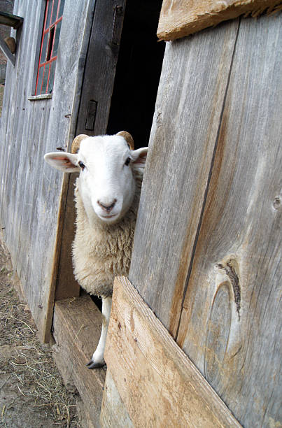 istock Sheep looking out of barn door 2216528404