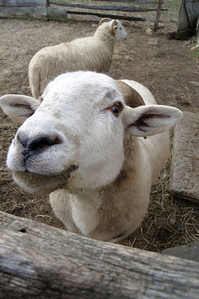 istock Happy sheep looking over fence 2216528419