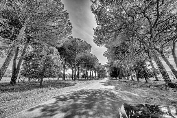Car journey inside San Rossore Park surrounded by lush greenery and trees.