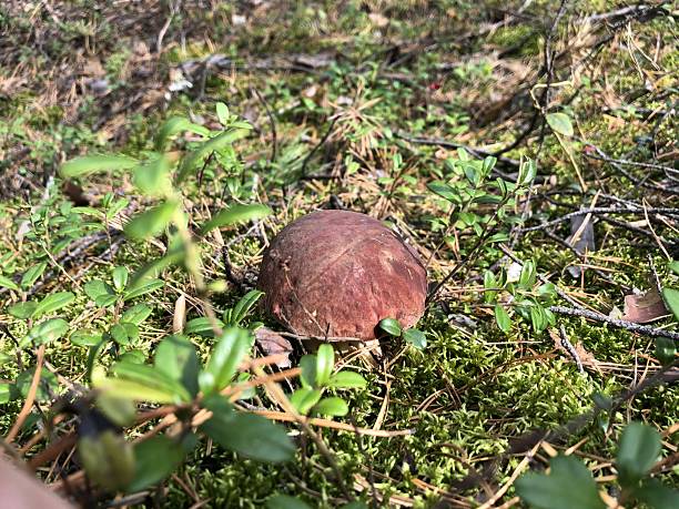 istock Wild mushroom on forest floor among greenery and moss 2216529766