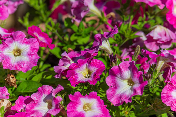 Fiori Surfinia Petunia