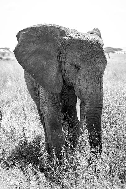 istock Elephant in serengeti 2216532858