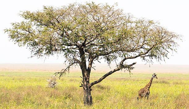 istock Giraffe in the Serengeti 2216533385