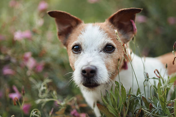 istock Direct dog stare in meadow 2216534973