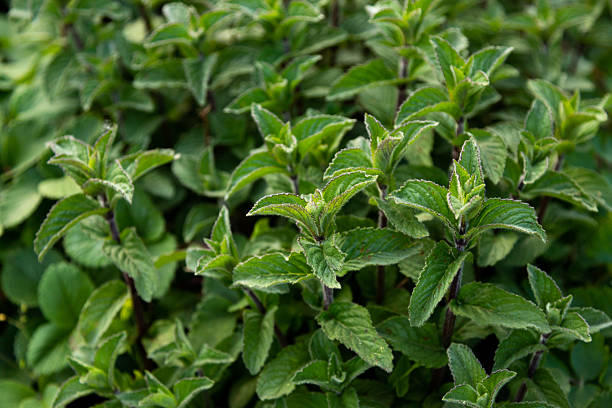 istock Mint bush, green peppermint leaves. Close up 2216534989