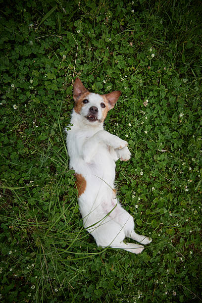 istock Jack Russell lying on green grass top view 2216534992